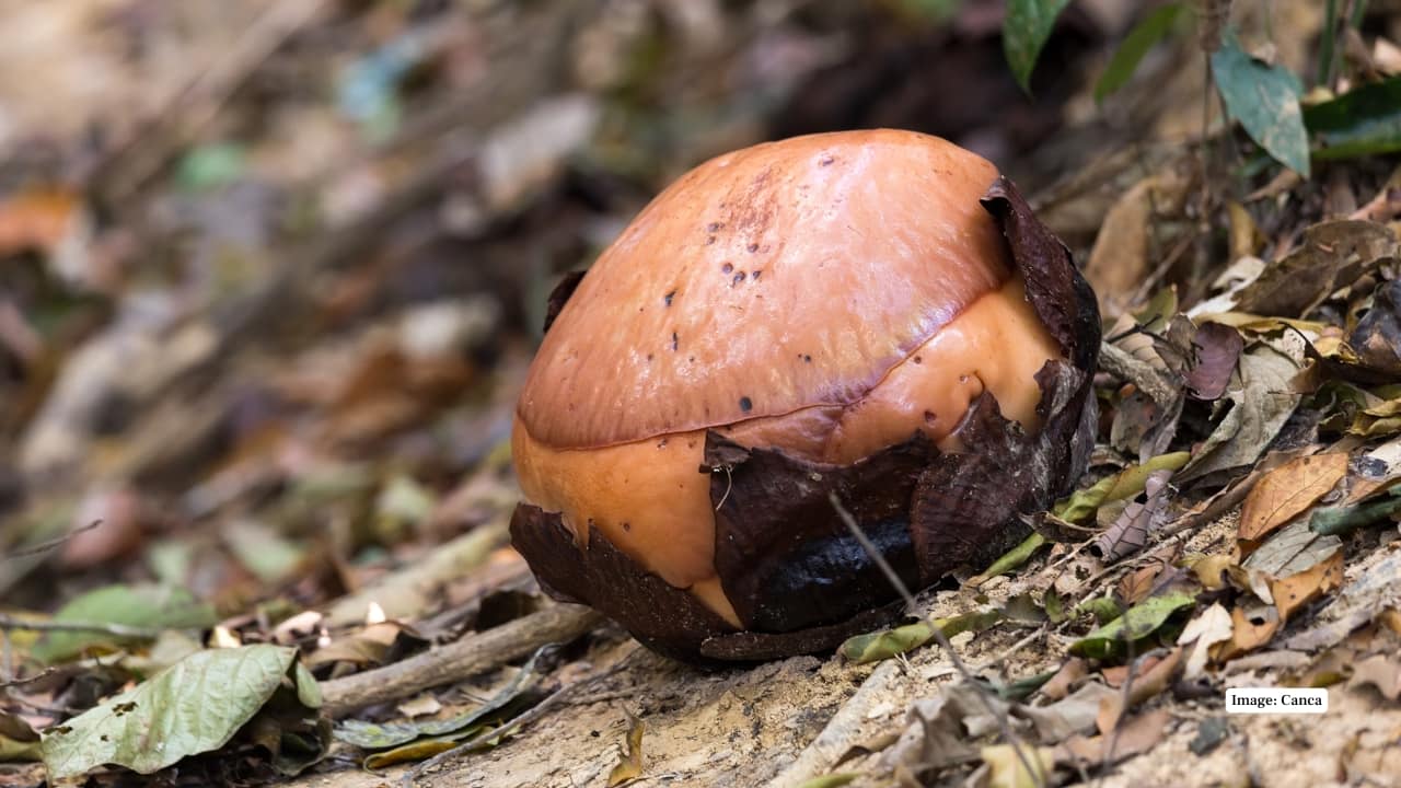 6. Quezon Province, Luzon, Philippines Home to Rafflesia manillana, the forested trails of Mount Banahaw and nearby protected areas offer occasional sightings. Treks to this spiritual mountain sometimes reward visitors with a glimpse of this elusive bloom. (Reference image: Canva)