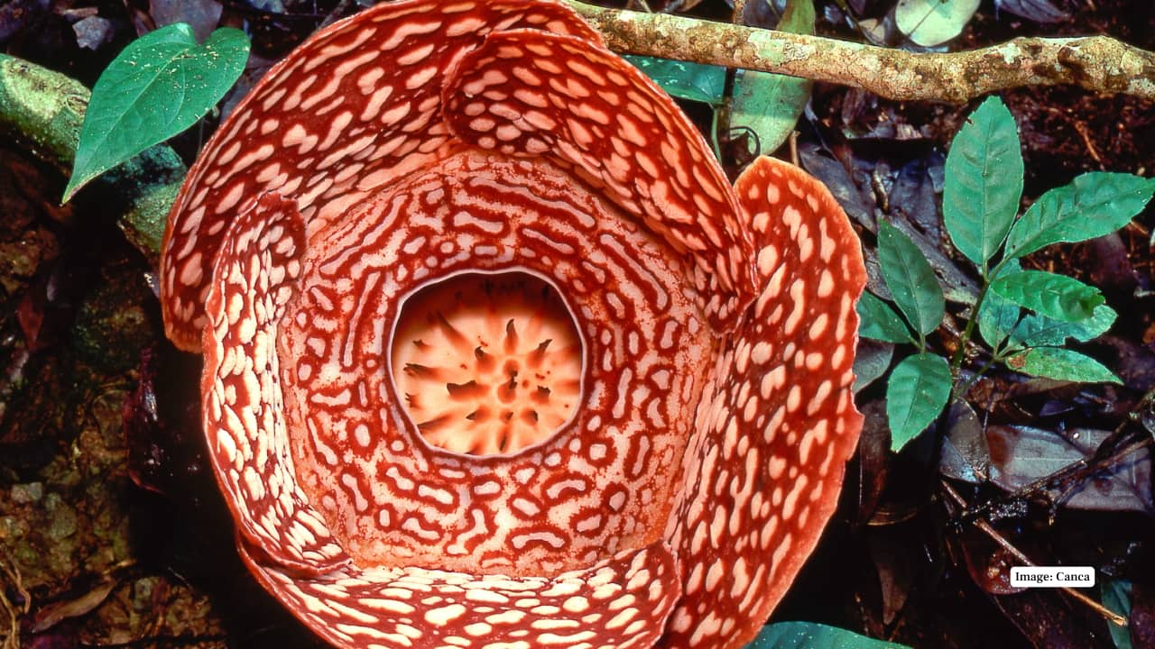 7. Khao Sok National Park, Thailand This lush rainforest in southern Thailand occasionally hosts blooms of Rafflesia kerrii. The flower’s buds are tracked by guides, and tourists may be led to fresh blooms during the dry season between January and March. (Reference image: Canva)