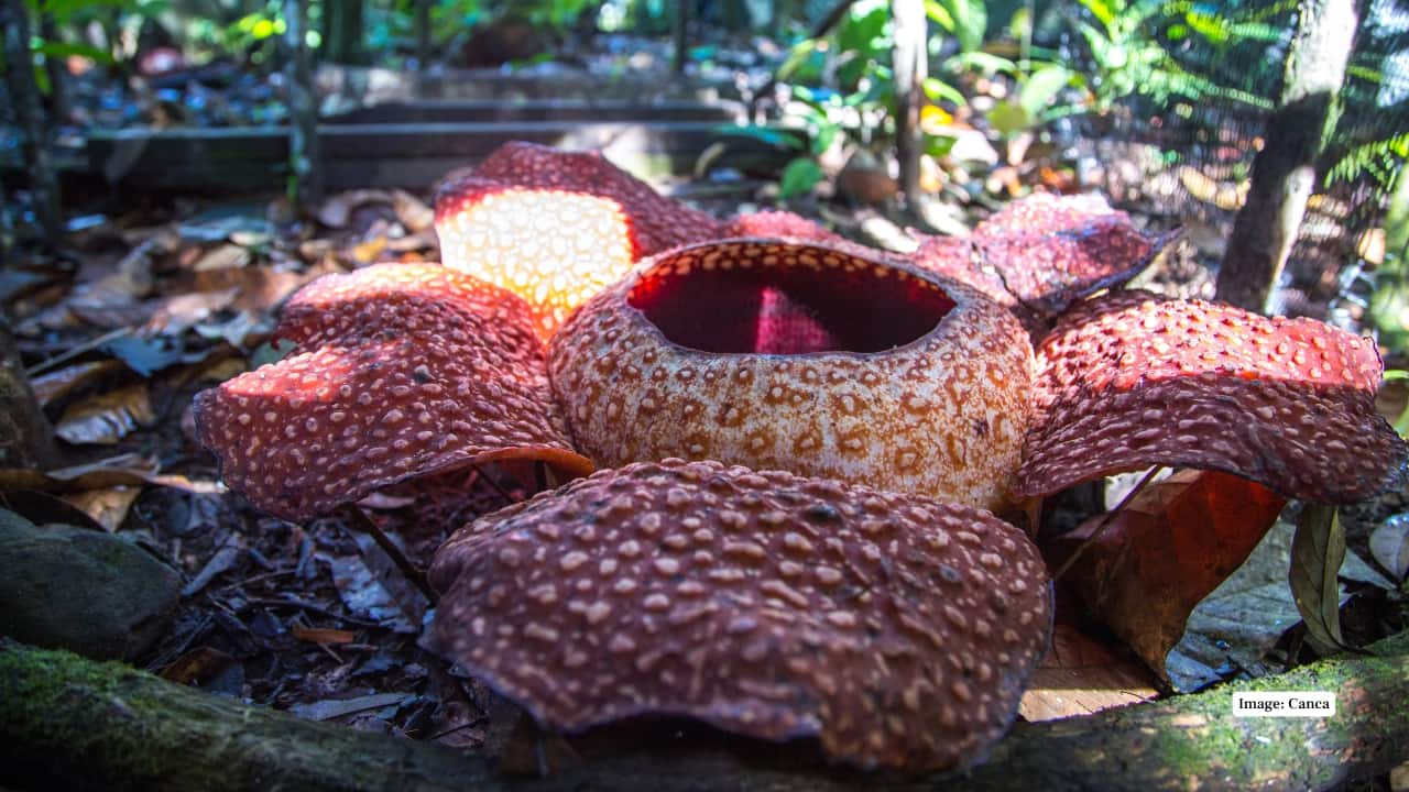 8. Royal Belum State Park, Perak, Malaysia Nestled in the oldest rainforest in Peninsular Malaysia, Royal Belum is known for Rafflesia cantleyi sightings. Jungle tours on boat and foot offer eco-tourism adventures with a chance to see this rare bloom. (Reference image: Canva)