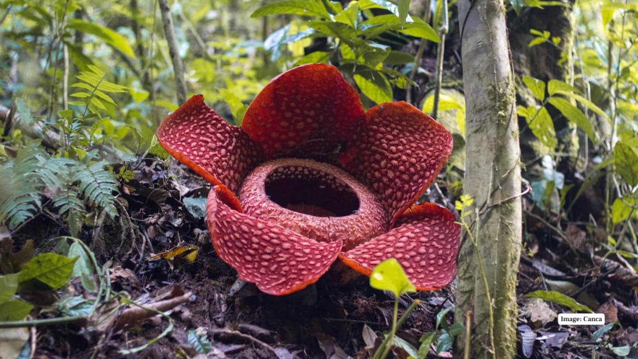 10. Padang, West Sumatra, Indonesia Surrounding forests near Padang offer chances to see Rafflesia arnoldii in bloom, especially during the wetter months. Local guides and Rafflesia-monitoring groups help tourists track and observe this massive flower without disturbing the habitat. (Reference image: Canva)