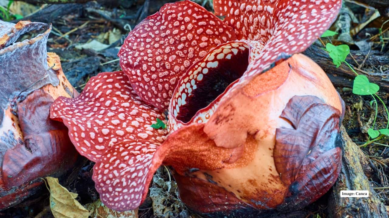 9. Mount Hamiguitan, Mindanao, Philippines A UNESCO World Heritage Site, Mount Hamiguitan harbors Rafflesia schadenbergiana, one of the rarest species. This area is strictly protected, and sightings are rare but prized by botanists and adventurers. (Reference image: Canva)