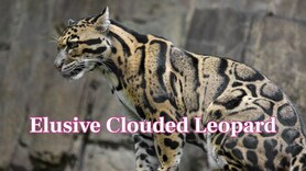 The Elusive Clouded Leopard: A vanishing beauty of the wild