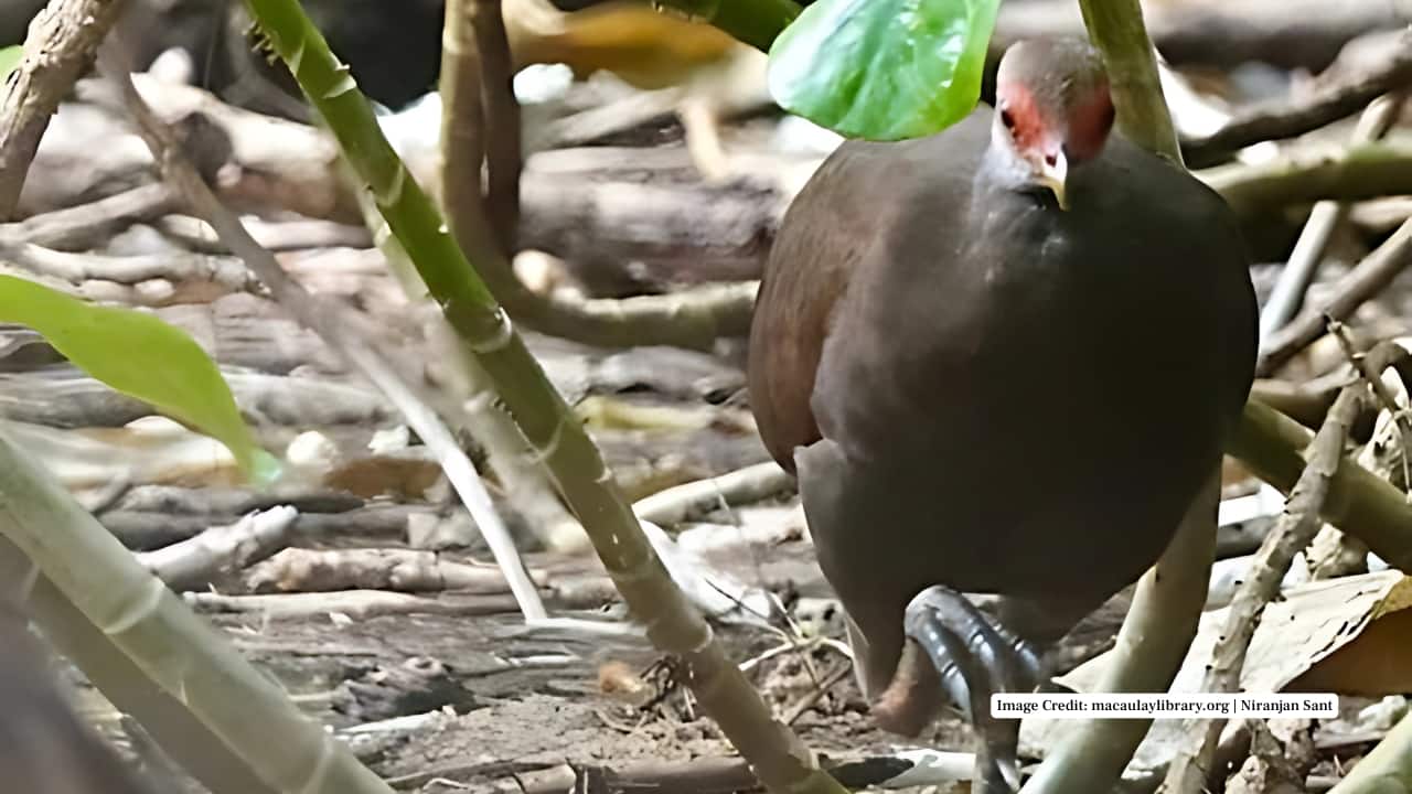 2. Little Nicobar Island Less visited than Great Nicobar, Little Nicobar is a biodiversity haven. The Nicobar Megapode thrives here, with its nests often spotted near forest clearings and beach fringes. The remoteness helps reduce human disturbance, making it an ideal breeding location. (Image Credit: macaulaylibrary.org | Niranjan Sant)
