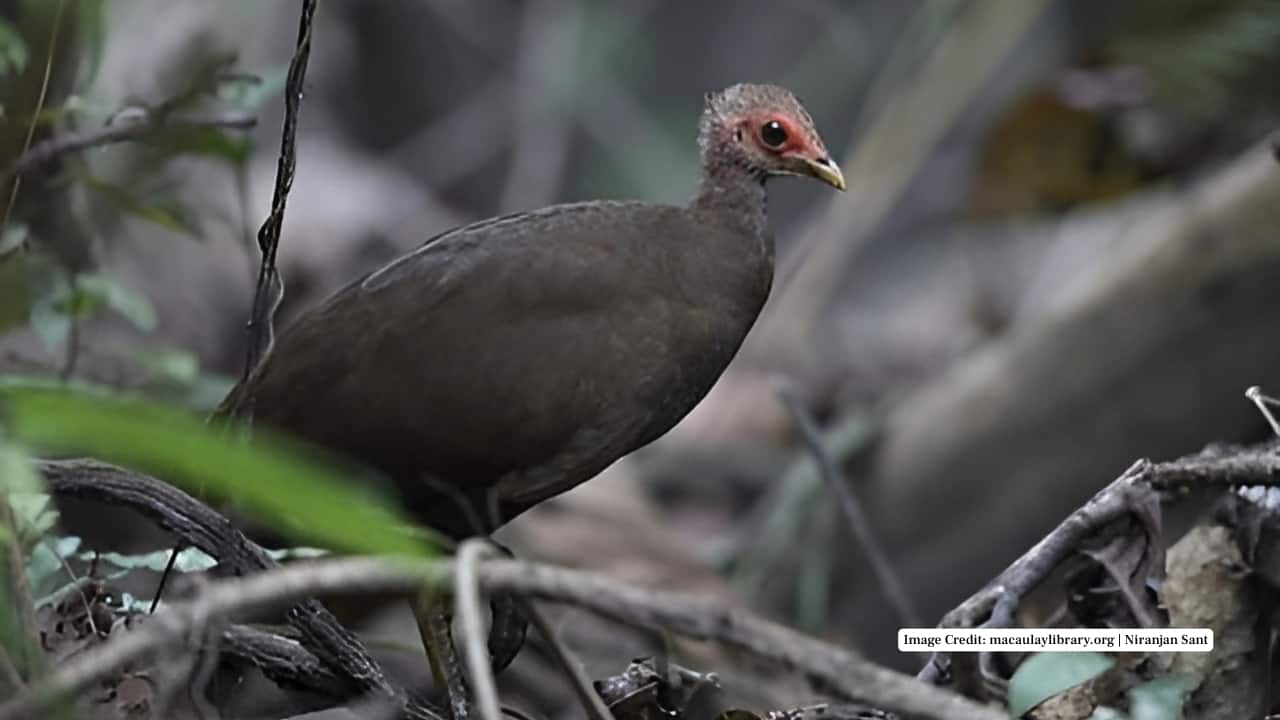 5. Camorta Island Camorta, with its combination of mangroves, forests, and coastal scrublands, is another hotspot. Birdwatchers often report sightings along the less inhabited coastal stretches, where the megapodes forage and maintain their massive nesting mounds. (Image Credit: macaulaylibrary.org | Niranjan Sant)