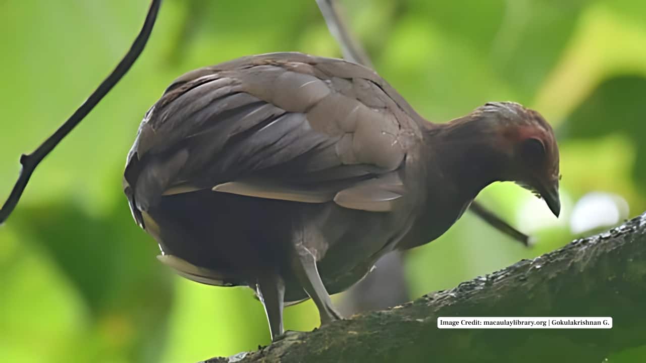 6. Trinket Island Though small, Trinket Island has recorded sightings of the Nicobar Megapode, particularly in its eastern forested zones. Conservation efforts have helped maintain the fragile habitat that supports these birds and their unique nesting practices. (Image Credit: macaulaylibrary.org | Gokulakrishnan G.)