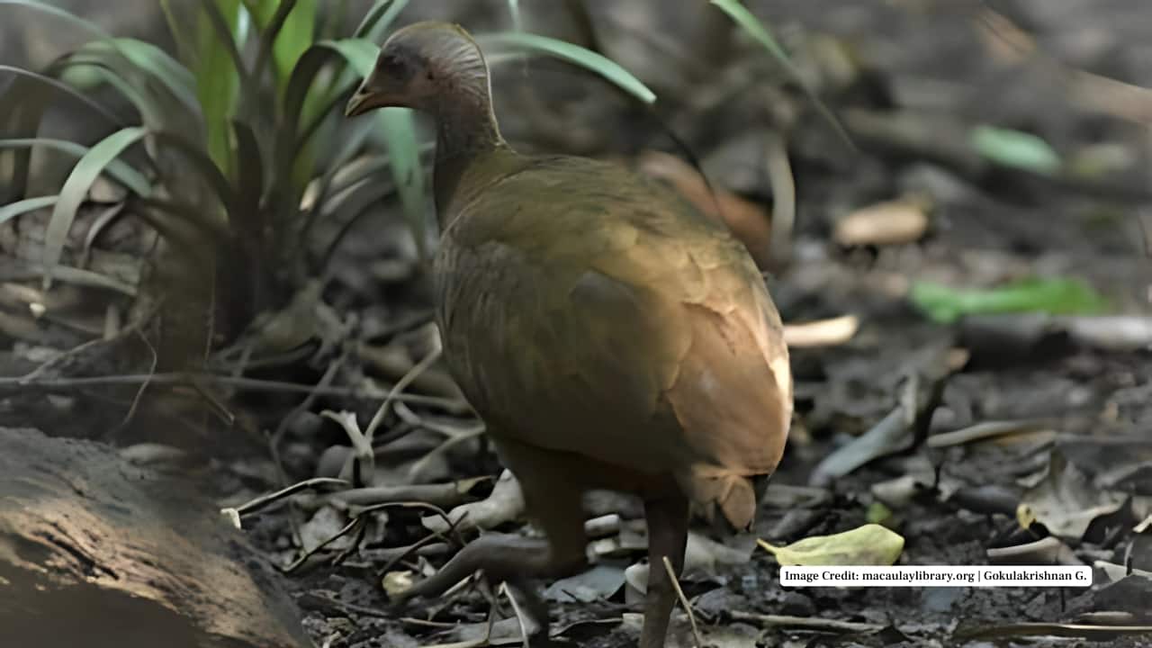 7. Teressa Island Teressa’s terrain offers a mix of hills and coastlines, giving the Nicobar Megapode varied nesting environments. The birds favor areas with loose soil and plenty of leaf litter, and locals often spot their mounds along walking paths near forest edges. (Image Credit: macaulaylibrary.org | Gokulakrishnan G.)