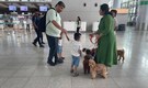 Hyderabad airport introduces therapy dogs to calm traveller nerves: Here’s what you need to know