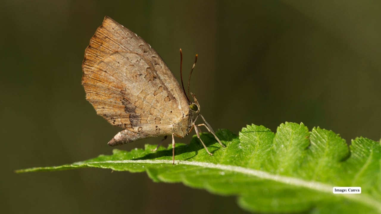 2. Namdapha National Park, Arunachal Pradesh India’s easternmost park is a hornbill haven. Dense canopies, elevation diversity, and low human disturbance allow multiple species like the Wreathed and Great Hornbill to thrive. Jungle camps offer the best chances of spotting them. (Image credit: Canva)