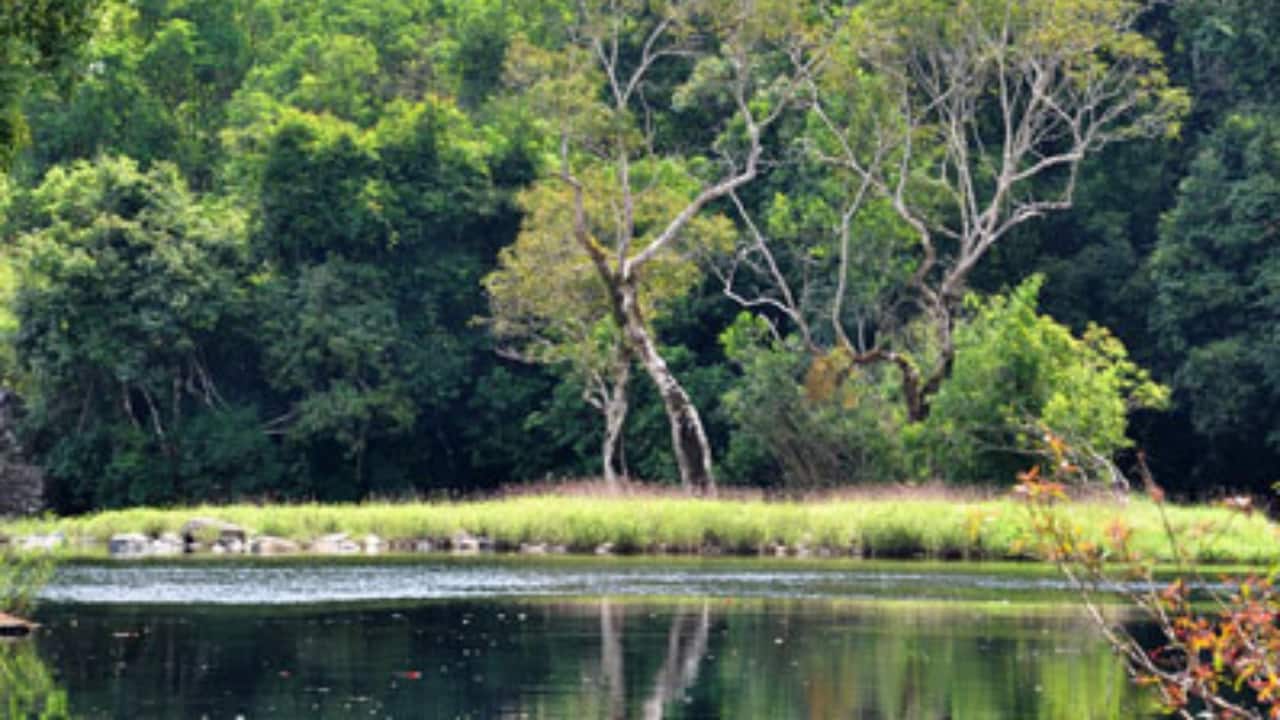4. Silent Valley National Park, Kerala This untouched Western Ghats rainforest hosts the Great Hornbill and Malabar Grey Hornbill. A biodiversity hotspot, Silent Valley’s silent, misty forests amplify the hornbill’s distinctive call, offering a truly immersive birdwatching experience. (Image credit: Silent Valley National Park)