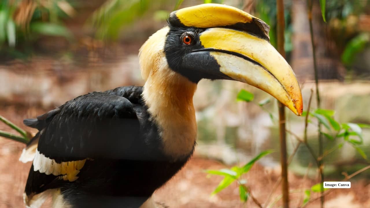 10 Best forest reserves in India to see iconic Hornbill