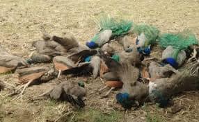 Wildlife tragedy in Karnataka: 20 peacocks found dead in Tumakuru, third suspected poisoning case in a month