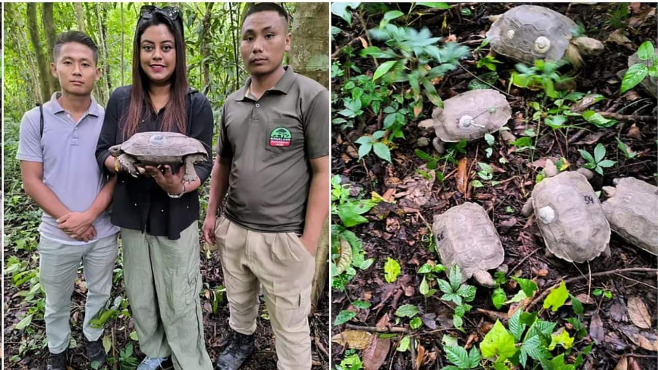 Naga tribal youths step up to save Asian Giant Tortoise in Nagaland