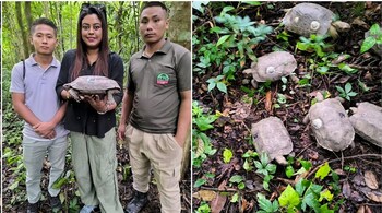 Left: Sushmita Kar alongside two local 'Tortoise Guardians'. Right: Captive-raised Asian Giant Tortoises ready for release. (Image: Turtle Survival Alliance India.)
