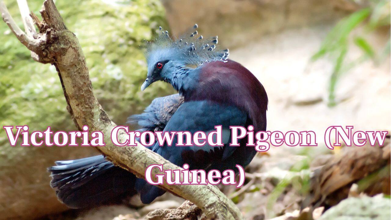 Victoria Crowned Pigeon (New Guinea): It is a majestic bird with deep blue plumage and a lacy crest, looking like royalty in the rainforest. (Image: Canva)