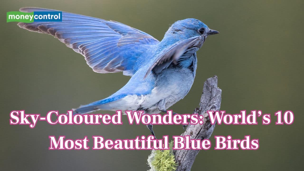 Sky-Coloured Wonders: World’s 10 Most Beautiful Blue Birds