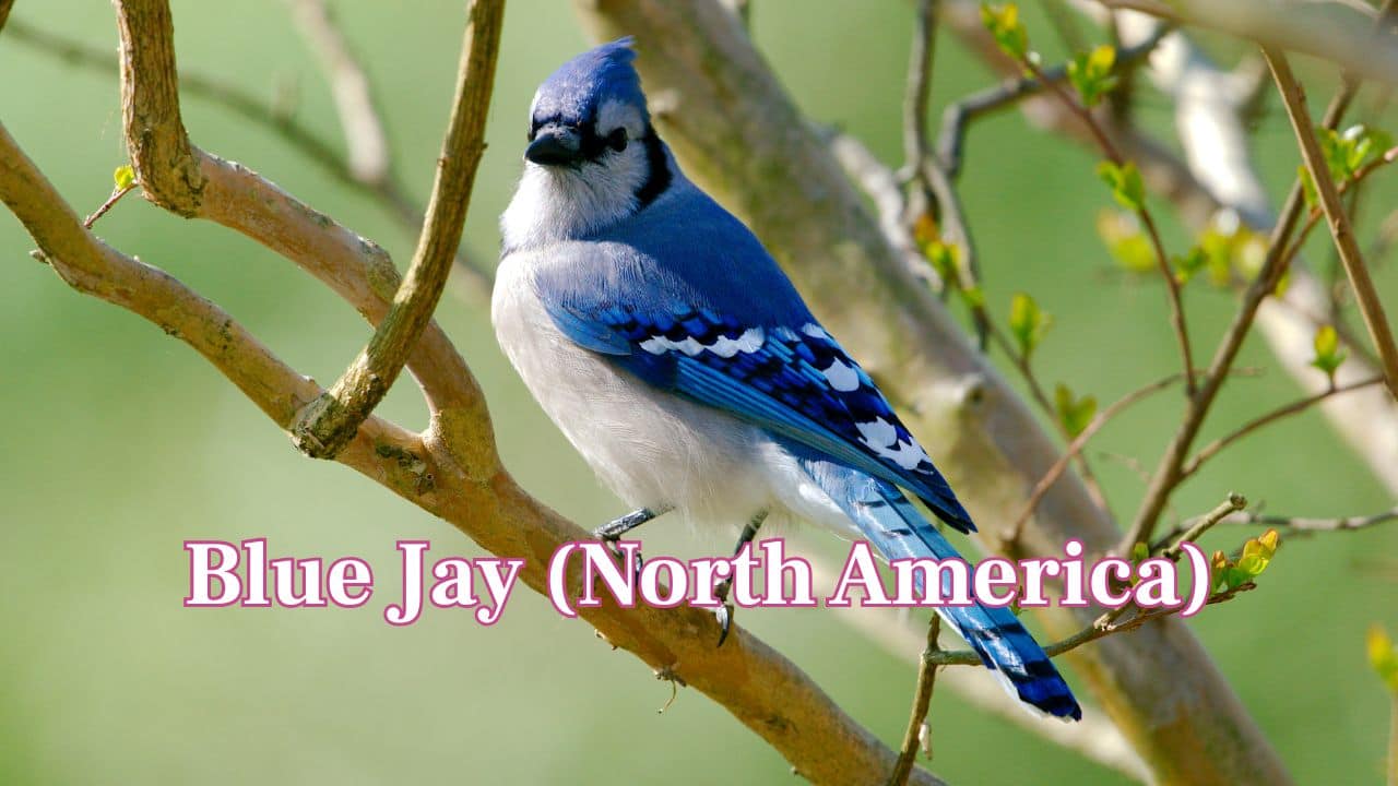Blue Jay (North America): Distinct blue plumage and brash call make the Blue Jay one of the most recognizable and smart birds in North American suburbs and woodlands. (Image: Canva)