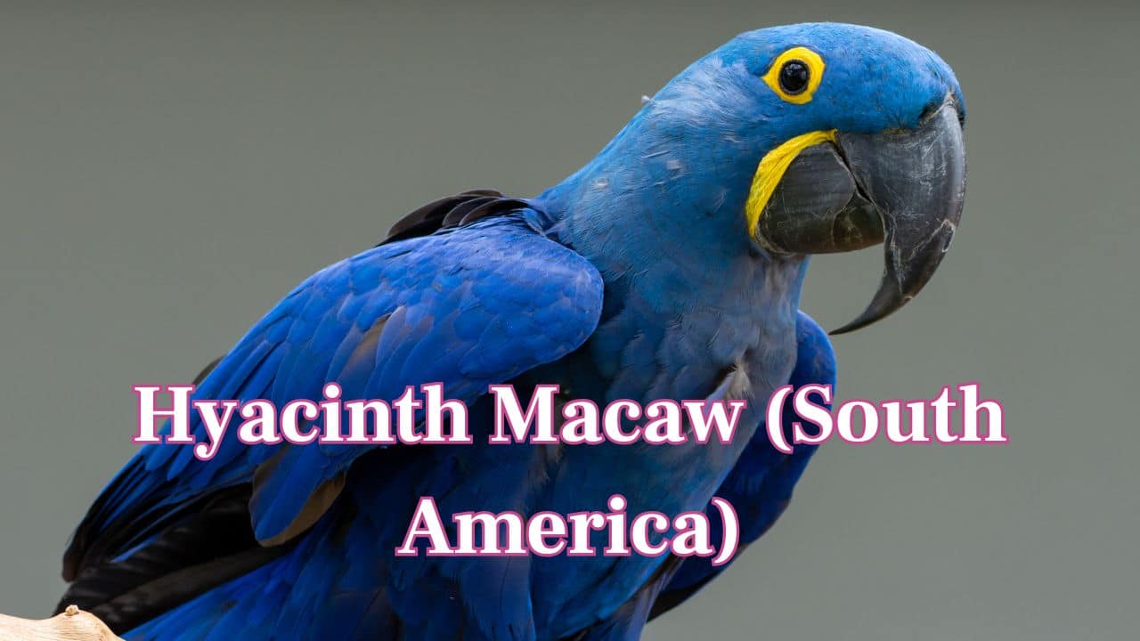 Hyacinth Macaw (South America): The largest parrot on Earth, this bright blue macaw is rare and stunning, with strong beaks and lively characters. (Image: Canva)