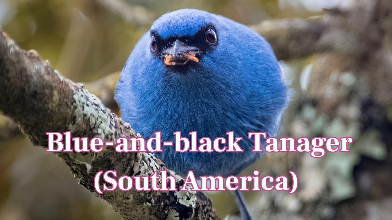 Blue-and-black Tanager (South America): This little bird amazes with a turquoise-blue body and jet-black wings, usually sighted darting in the Andean forests. (Image: Canva)