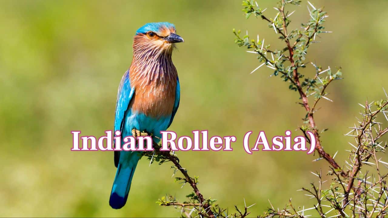  Indian Roller (Asia): With its electric blue wings, the Indian Roller is frequently seen sitting atop wires or trees, swooping for insects while in flight. (Image: Canva)