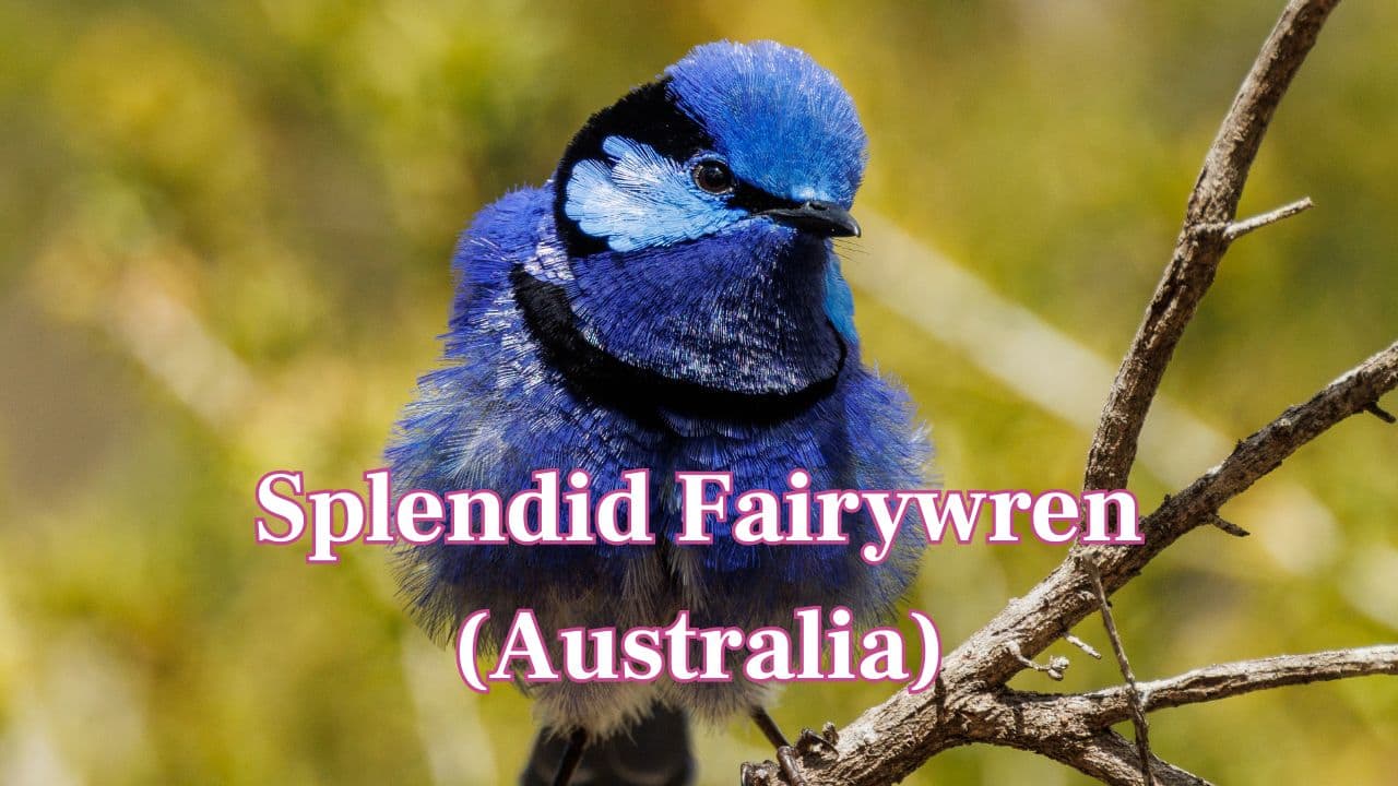 Splendid Fairywren (Australia): Living up to its name, this little bird shines with vibrant blue plumage during breeding season and occupies sunny flocks. (Image: Canva)