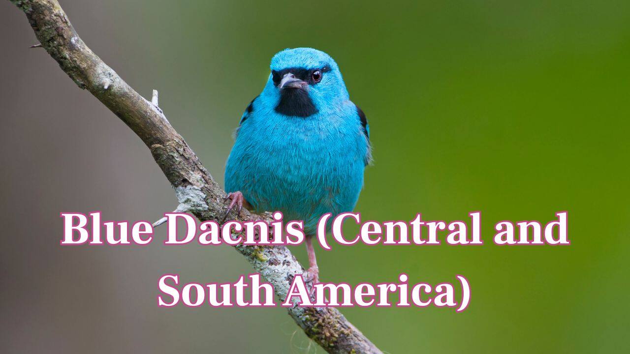  Blue Dacnis (South and Central America): Featuring a turquoise body and black mask, the Blue Dacnis brings a splash of color to tropical forests and gardens. (Image: Canva)