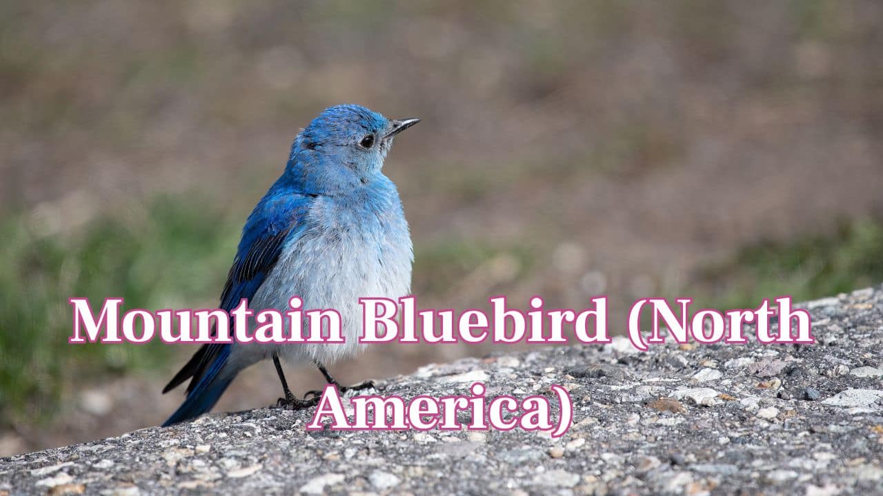 Mountain Bluebird (North America): A symbol of spring and joy, the Mountain Bluebird features sky-blue feathers and inhabits open country and mountainous areas. (Image: Canva)