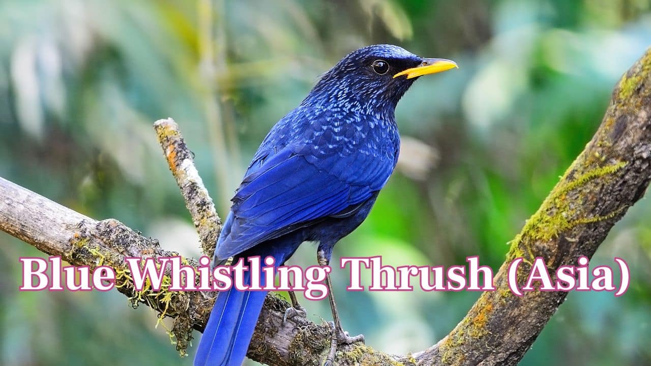 Blue Whistling Thrush (Asia): Its loud whistling call is famous, and it loves the vicinity of streams and mountains. (Image: Canva)
