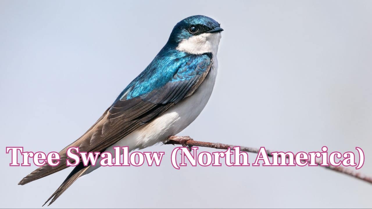 Tree Swallow (North America): Dazzling in metallic blue-green feathers, the Tree Swallow sparkles as it hovers over fields and lakes. (Image: Canva)