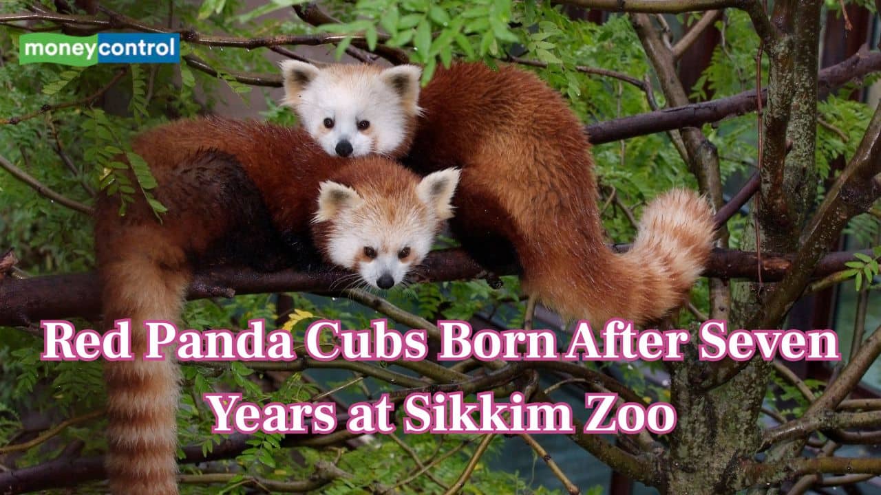 Two red panda cubs born after seven years at Himalayan Zoological Park, Sikkim