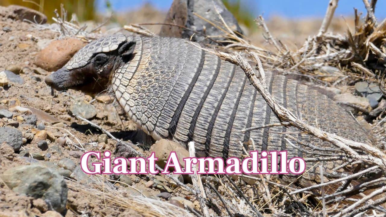 Giant Armadillo: This nocturnal animal sleeps around 18–19 hours a day. Giant armadillos are seldom spotted in nature as they spend most of their time in burrows. (Image: Canva)