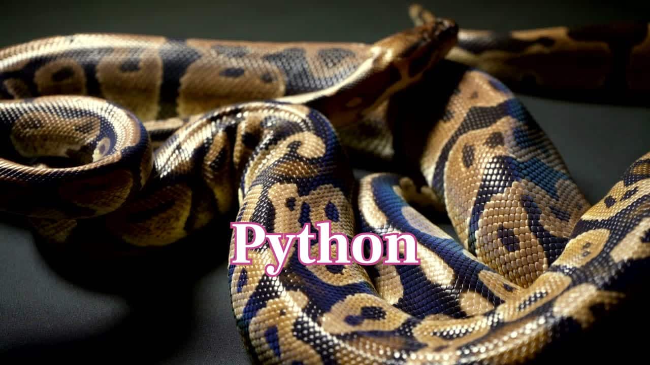 Python: These reptiles lie in wait for about 18 hours a day. When it's had a big meal, a python can sleep even longer to digest it. (Image: Canva)