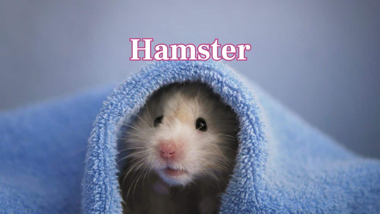 Hamster: Hamsters are crepuscular and sleep approximately 14 hours each day. They're active at sunrise and sundown, sleeping daylight hours curled up in a ball. (Image: Canva)