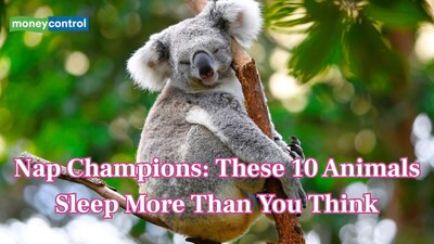 Nap Champions: These 10 animals sleep more than you think