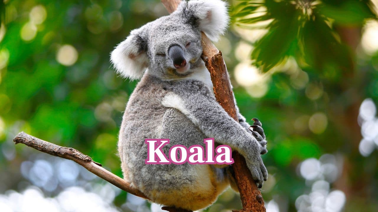 Nap Champions: These 10 animals sleep more than you think