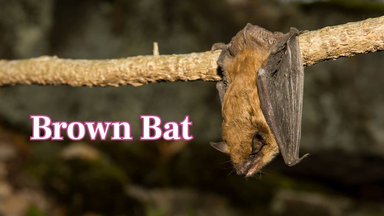 Brown Bat: Little brown bats have the highest sleep rates, sleeping about 20 hours a day suspended upside down in caves or trees. (Image: Canva)