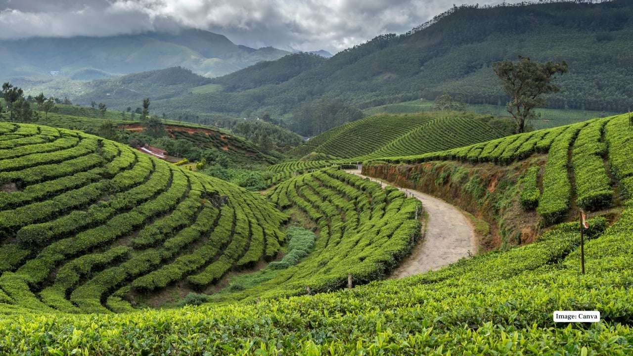 3. Munnar, Kerala The monsoon breathes life into Munnar’s tea gardens, creating a lush green canvas interspersed with mist, winding roads, and dewdrop-covered leaves. Capture sunrise over rolling hills or early morning fog drifting through plantations. (Image: Canva)