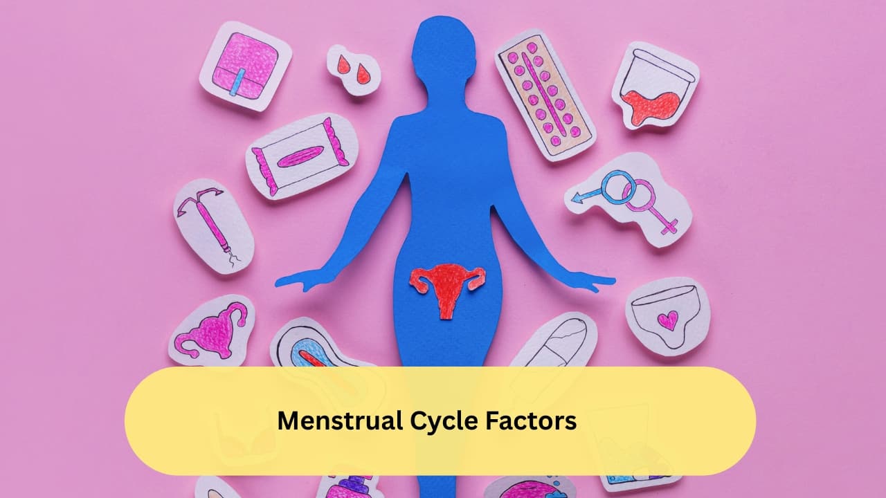 Menstrual Cycle Factors The menstrual cycle also has a role to play in this. Girls who achieve an early menarche (first menstrual cycle) and women who attain menopause at a later stage (cessation of menstrual cycles) are also at a higher risk. Obesity is also a known factor for influencing and increasing the risk.(Image: Canva) 