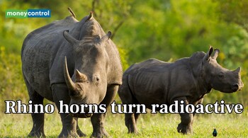 South African Scientists Use Radioactive Tracer to Fight Rhino Poaching (Image: Canva)