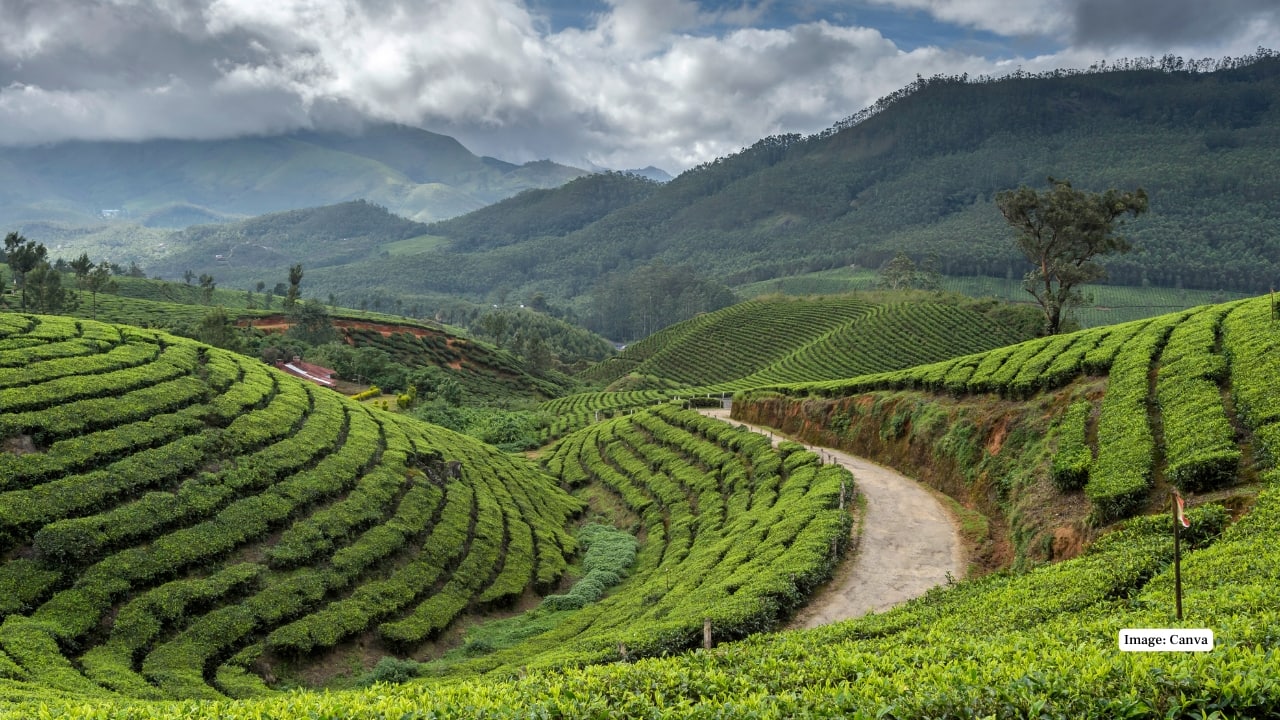 1. Munnar, Kerala When the monsoon hits Munnar, it transforms into a lush green paradise straight out of a dream. The tea gardens glisten with fresh rain, mist rolls over the hills, and waterfalls come alive in full force. Sip piping-hot chai as clouds float by your window, trek through rain-soaked trails, or simply watch nature unfold in its most vivid hues. Munnar in the monsoon is soothing, cinematic, and simply unmissable. (Image: Canva)