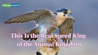 Still think cheetah is the fastest? This is the real speed king of the animal kingdom