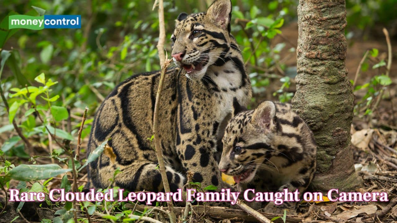 Former IFS officer shares video of rare clouded leopard and her cubs in Indonesia's rainforest