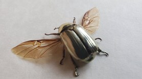 Chrysina Limbata: The shimmering beetle that reflects like a mirror