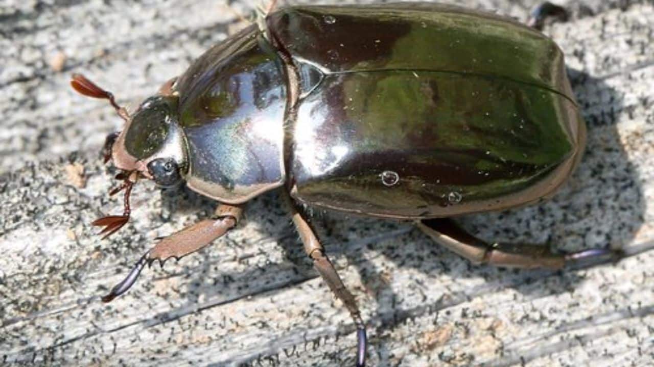 <strong>Found in the Rainforests:</strong> Chrysina limbata inhabits Central America's rainforests, particularly Costa Rica, keeping itself hidden among leaves. (Image: @FabulousWeird/X)