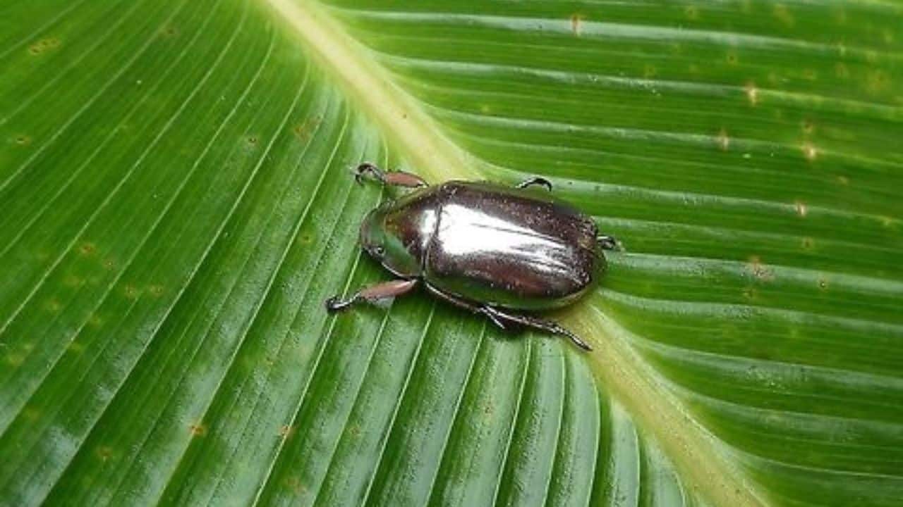 <strong>Found in the Rainforests:</strong> Chrysina limbata inhabits Central America's rainforests, particularly Costa Rica, keeping itself hidden among leaves. (Image: @Botanichka/X)