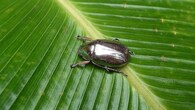 <strong>Found in the Rainforests:</strong> Chrysina limbata inhabits Central America's rainforests, particularly Costa Rica, keeping itself hidden among leaves. (Image: @Botanichka/X)