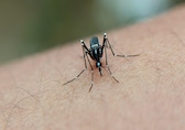Chikungunya symptoms and treatment: How to protect yourself from the virus-spreading mosquitoes
