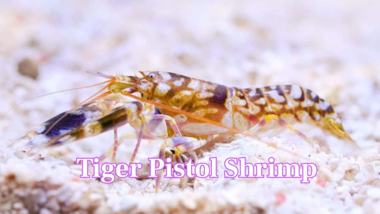 Tiger Pistol Shrimp: This shrimp disorients prey with a cavitation bubble that rapidly collapses with a severe snapping sound — up to 210 decibels. (Image: Canva)