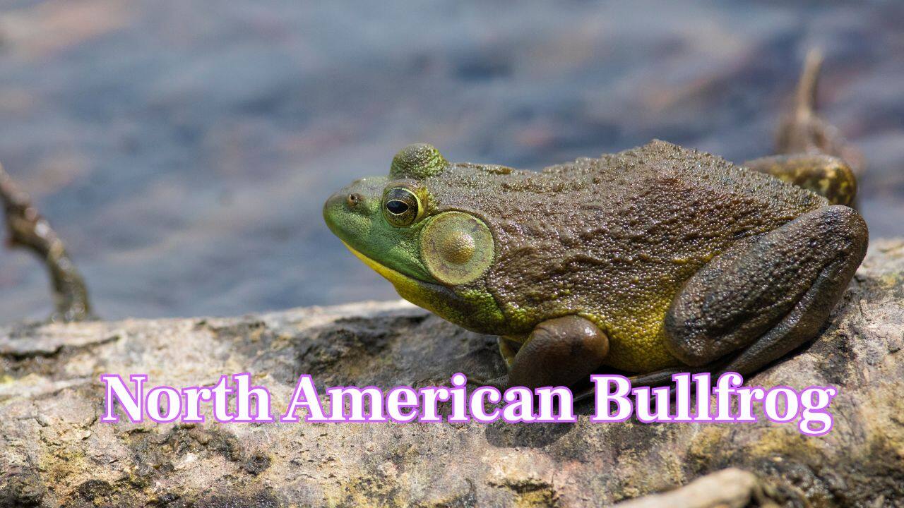 North American Bullfrog: Its low-pitched, resonant croak can fill marshes and be heard from almost a kilometre away during breeding season. (Image: Canva)