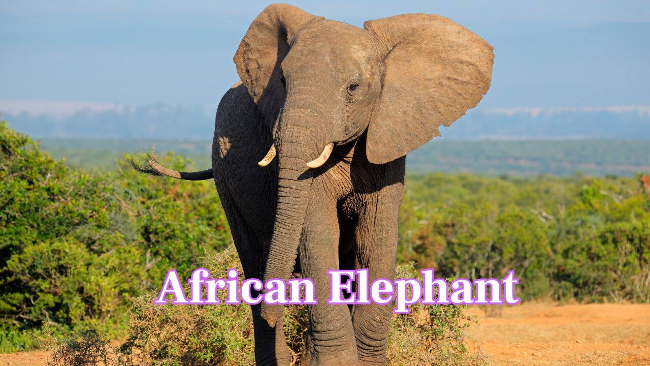 African Elephant: These giants make infrasonic rumbles that can travel long distances, which are usually too low for human hearing but amazingly loud. (Image: Canva)