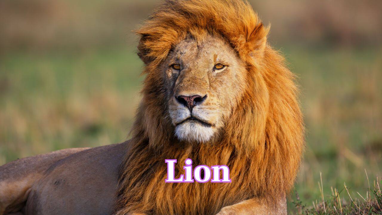 Lion: The roar of a lion can be as high as 114 decibels and heard up to 8 kilometres away — a regal proclamation. (Image: Canva)